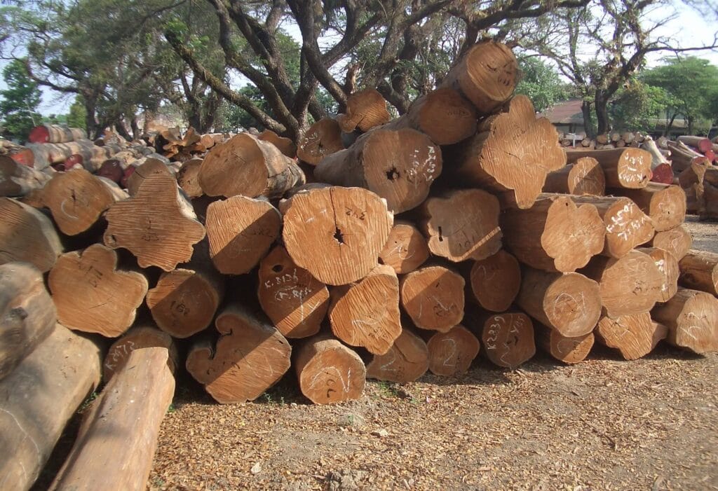 Teak wood log 1